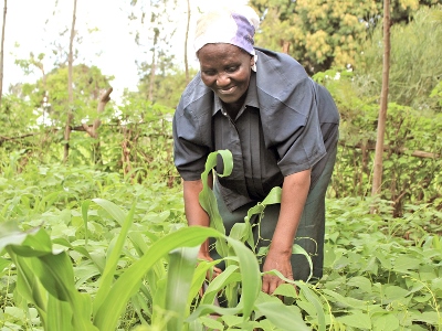 Mama checking on Maize farm
